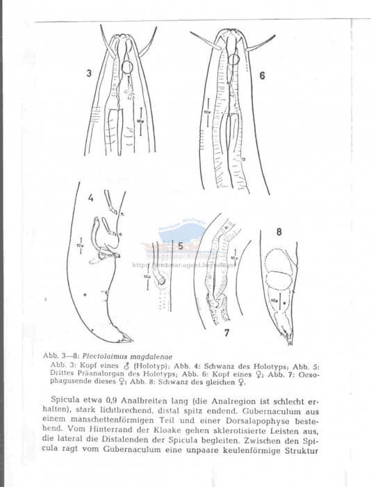 Plectolaimus magdalenae