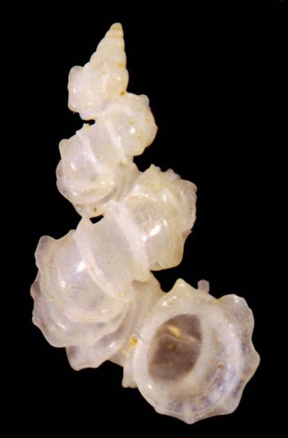 Cycloscala hyalina