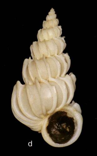 Epitonium celesti (Aradas, 1854)Shell from the Tuscan Archipelago (height 27 mm) Epitonium celesti (Aradas, 1854)Shell from the Tuscan Archipelago (height 27 mm)