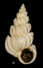 Epitonium celesti (Aradas, 1854)Shell from the Tuscan Archipelago (height 27 mm)