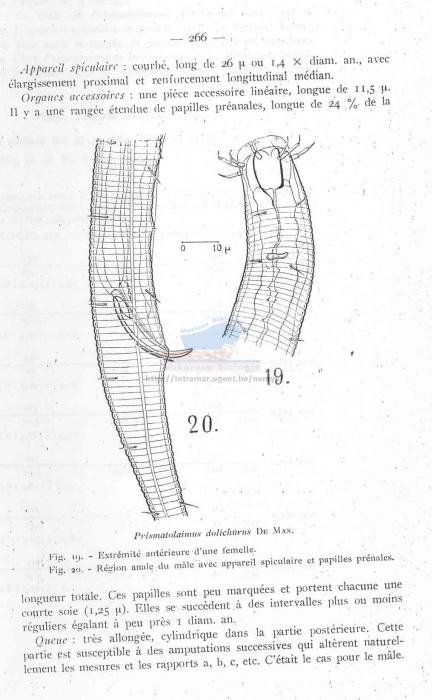 Prismatolaimus dolichurus