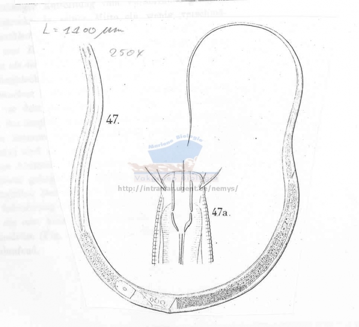 Prismatolaimus dolichurus