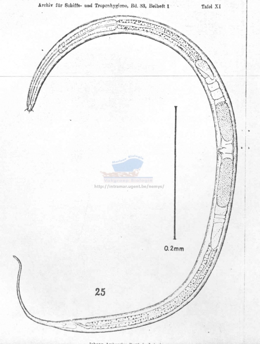 Prismatolaimus dolichurus