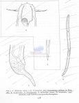 Nematode file-library of the Marine Biology Section (Ghent University, Belgium)