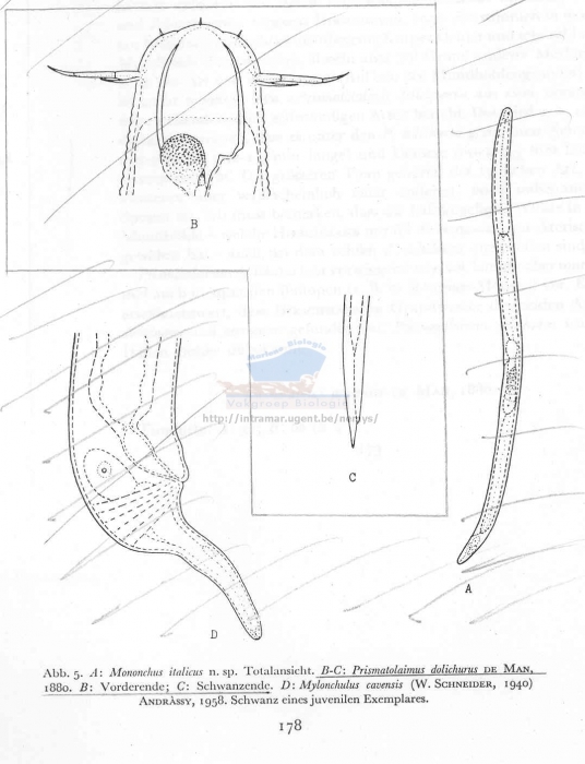 Prismatolaimus dolichurus