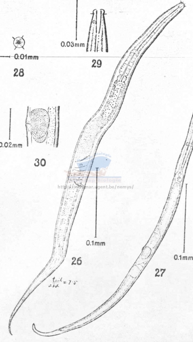 Prismatolaimus hsuei