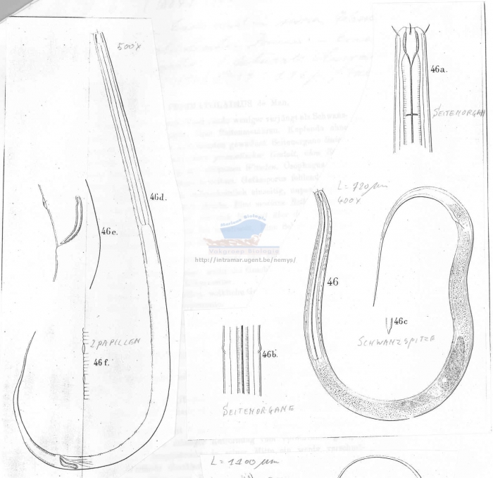 Prismatolaimus intermedius