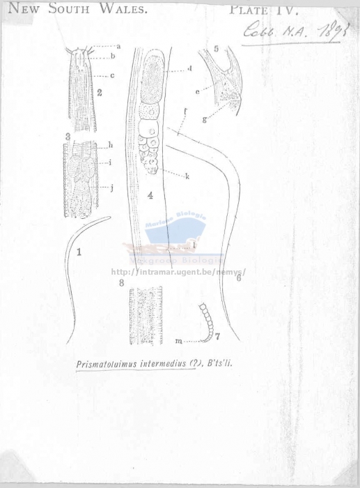 Prismatolaimus intermedius