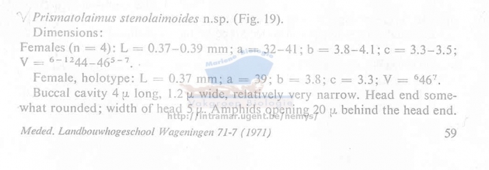 Prismatolaimus stenolaimus