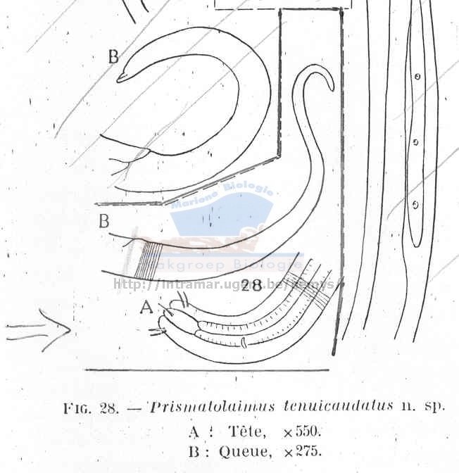 Prismatolaimus tenuicaudatus