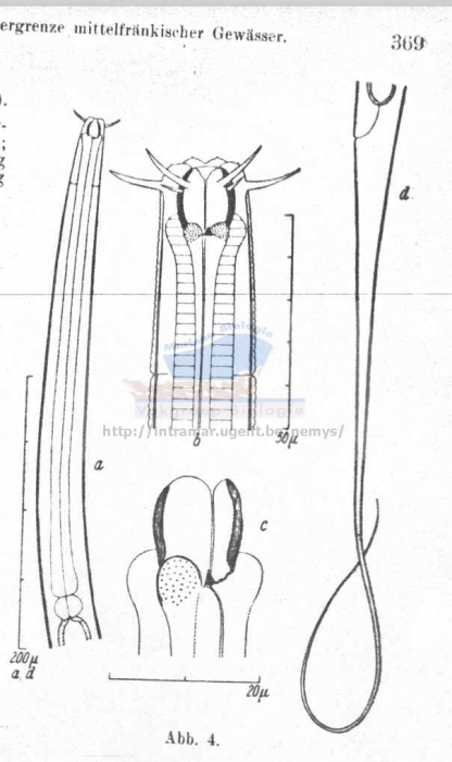 Prismatolaimus verrucosus