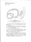 Nematode file-library of the Marine Biology Section (Ghent University, Belgium)