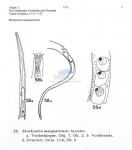 Monhystera macquariensis