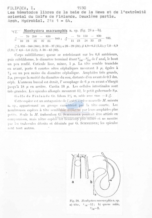 Monhystera macramphis