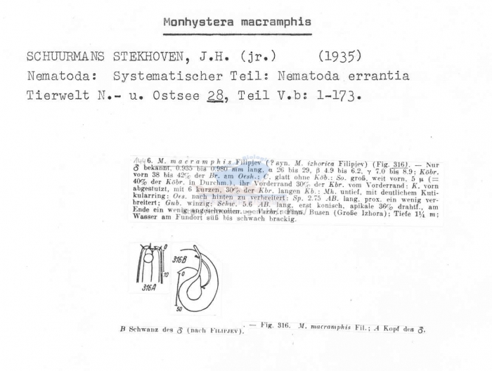 Monhystera macramphis