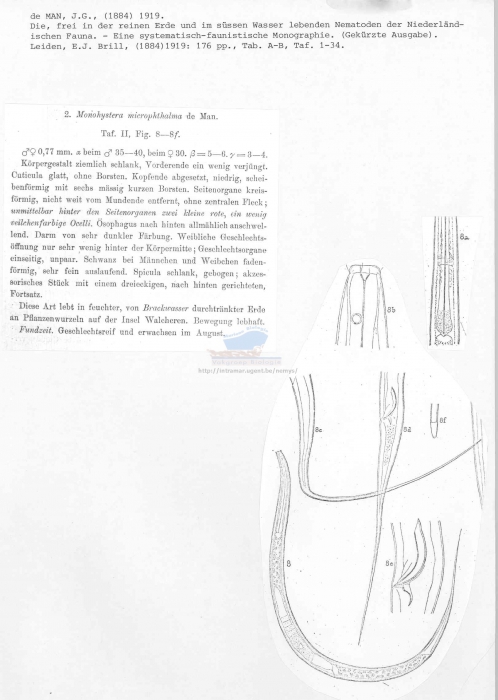 Monhystera microphthalma