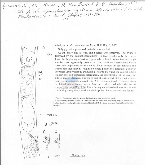 Monhystera microphthalma