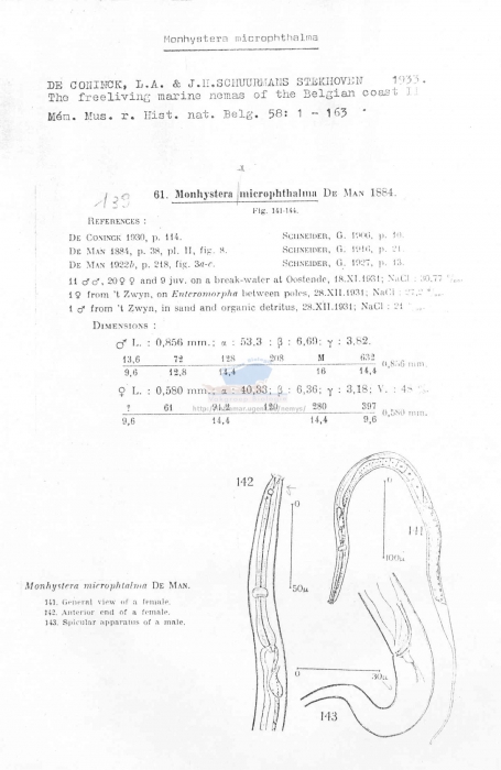 Monhystera microphthalma