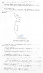 Monhystera microphthalma