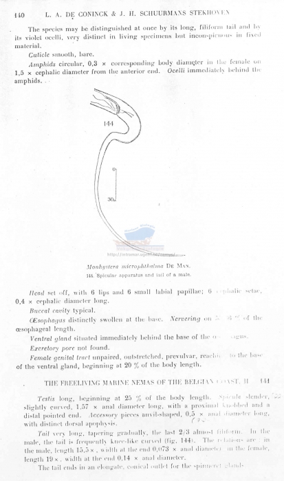 Monhystera microphthalma