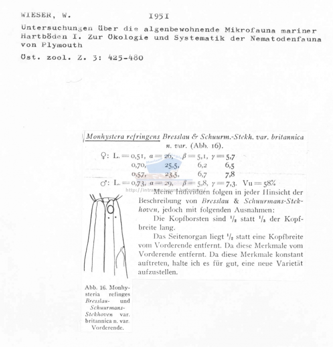 Monhystera refringens