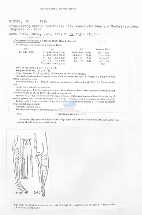 Monhystera refringens