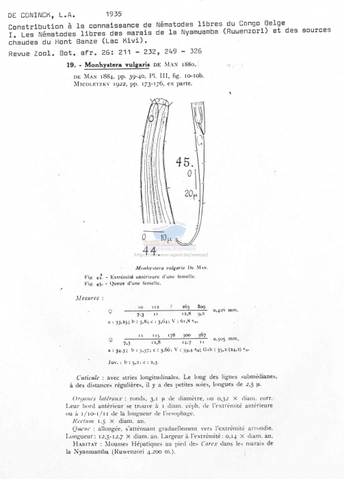 Monhystera vulgaris