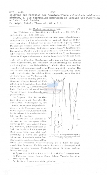 Monhystera aenariensis