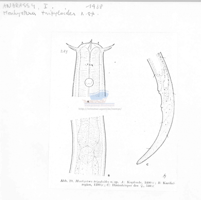 Monhystera tripyloides