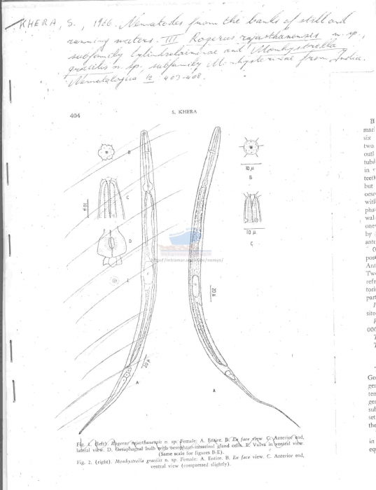 Monhystrella gracilis