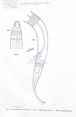 Filipjeva parameridionalis