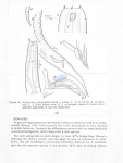 Anticyclus pachyamphis