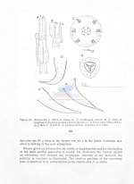 Anticyclus pachyamphis