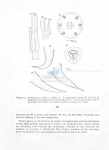 Anticyclus pachyamphis