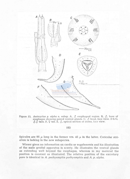 Anticyclus pachyamphis