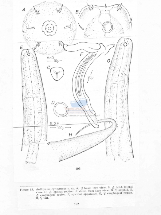 Anticyclus cylindricus