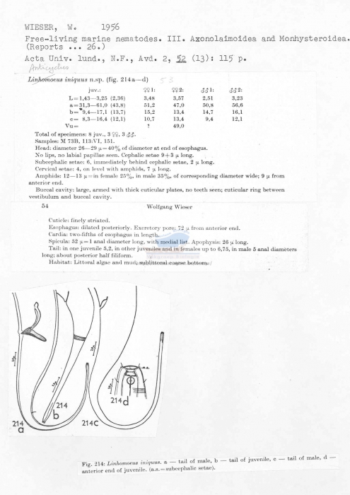 Anticyclus iniquus