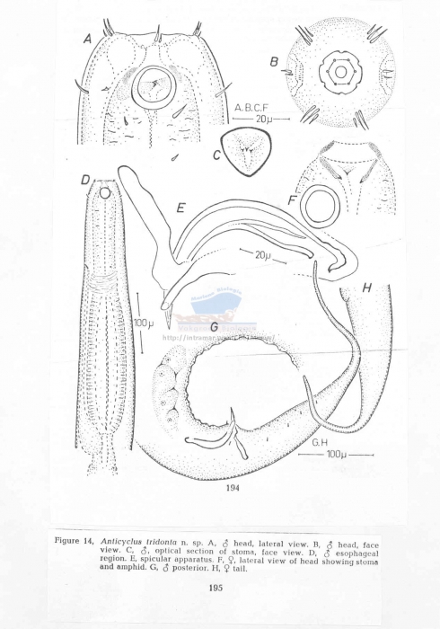 Anticyclus tridonta