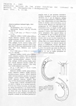 Sphaerocephalum chabaudi