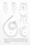 Sphaerocephalum chabaudi