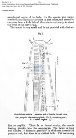 Antopus serialis