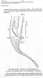 Antopus serialis