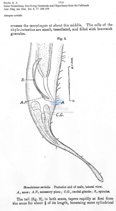 Antopus serialis