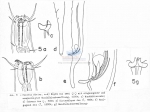 Nematode file-library of the Marine Biology Section (Ghent University, Belgium)