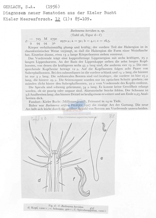 Barbonema horridum