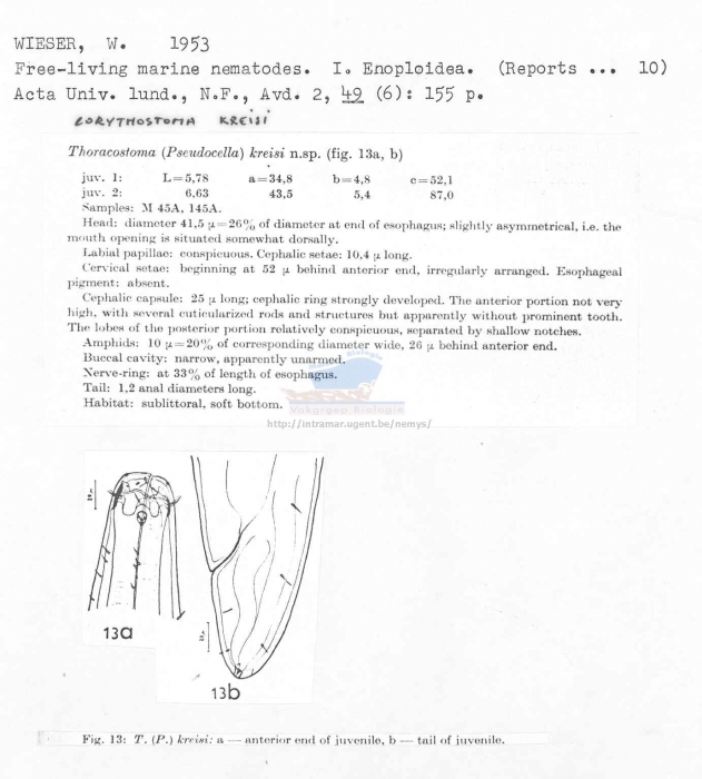 Thoracostoma (Pseudocella) (Corythostoma) kreisi