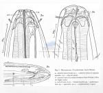 Nematode file-library of the Marine Biology Section (Ghent University, Belgium)