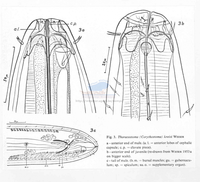 Thoracostoma (Pseudocella) (Corythostoma) kreisi