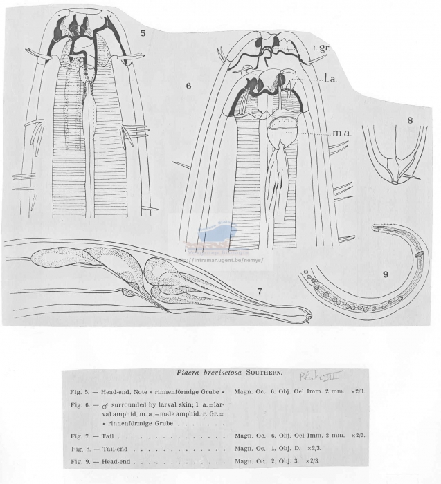 Eusynonchus brevisetosus