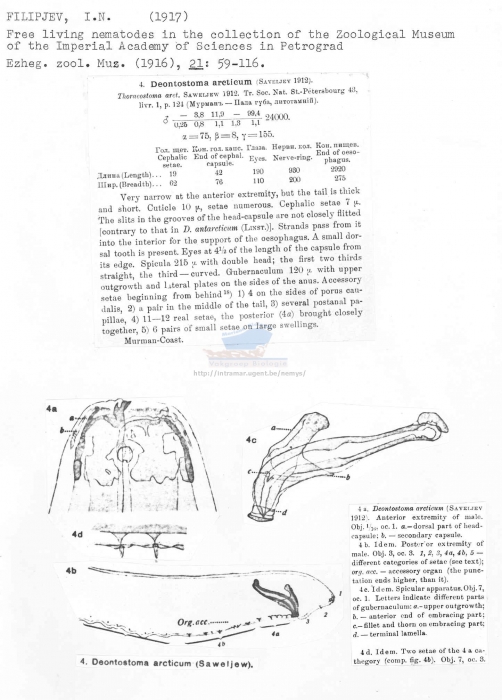 Deontostoma arcticum